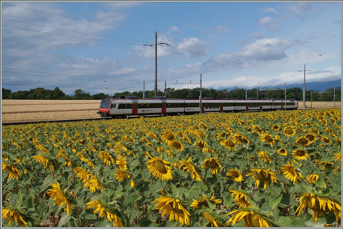 A Domino on the way to Geneva near Allaman.
08.07.2015