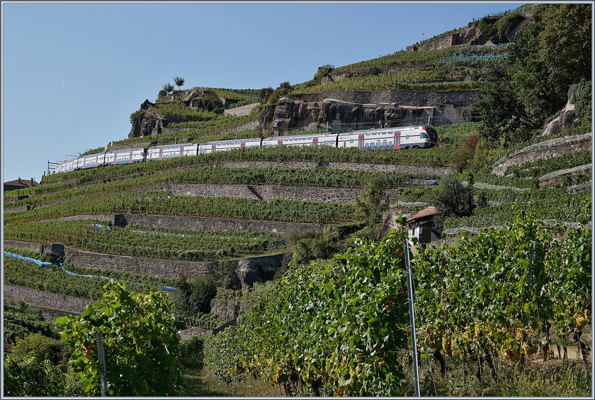 Two SBB RABe 511 on the Train des Vignes Line over St Saphorin. (SBB Summertimetable, works on Lausnne - Bern line).

26.08.2018
