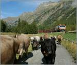 albula-line A lot of cows and the Albula fast train coming from Spinas. 
12.09.2011