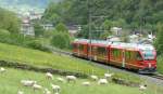 A lot of young sheep and a new train by ...