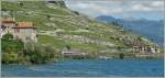 Lavaux Flirts on the Lake of Geneva between Rivaz and St Saphorin. 
28.05.2011