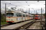 Different D�wagtypes in Rheing�nheim. ...  Daniel Wottringer 07.02.2010