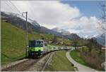 The BLS Re 4/4 II with his RE from Zweisimmen to Interlaken Ost by Enge im Simmental.