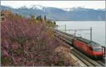 Spring times by St Saphorin: Re 460 wiht an IR to Geneva.