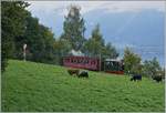 Belle Epoques Days by the Blonay Chamby: A small steamer Train by Chaulin on the way to Blonay. 17.09.2017