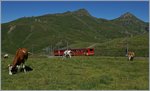 A Junfraubahn train on the way to the summit between Kleine Scheidegg and Eigergletscher.
