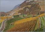 A ASD local train in the vineyards over Aigle.