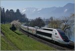 TGV Lyria de neige (snow-TGV Lyria) near Villeneuve.
19.03.2016