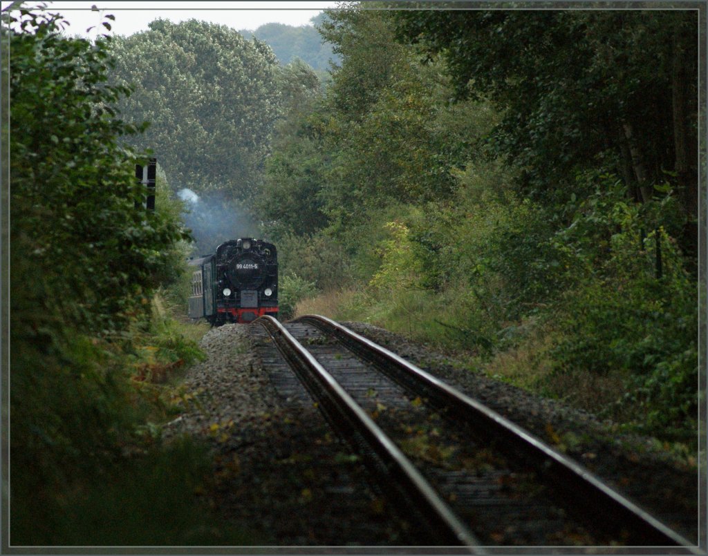 On the way to Putbus: the  Rasende Roland  in the (rain)-wood by Binz.
20.09.2010