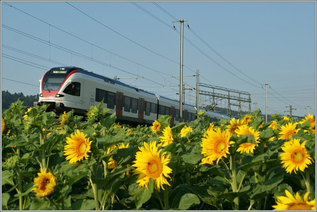 The Flirt 523 036 as Regio-Service 6829 from Biel/Bienne to Olten over the sunflowers by Pieterlen. 23.07.2013