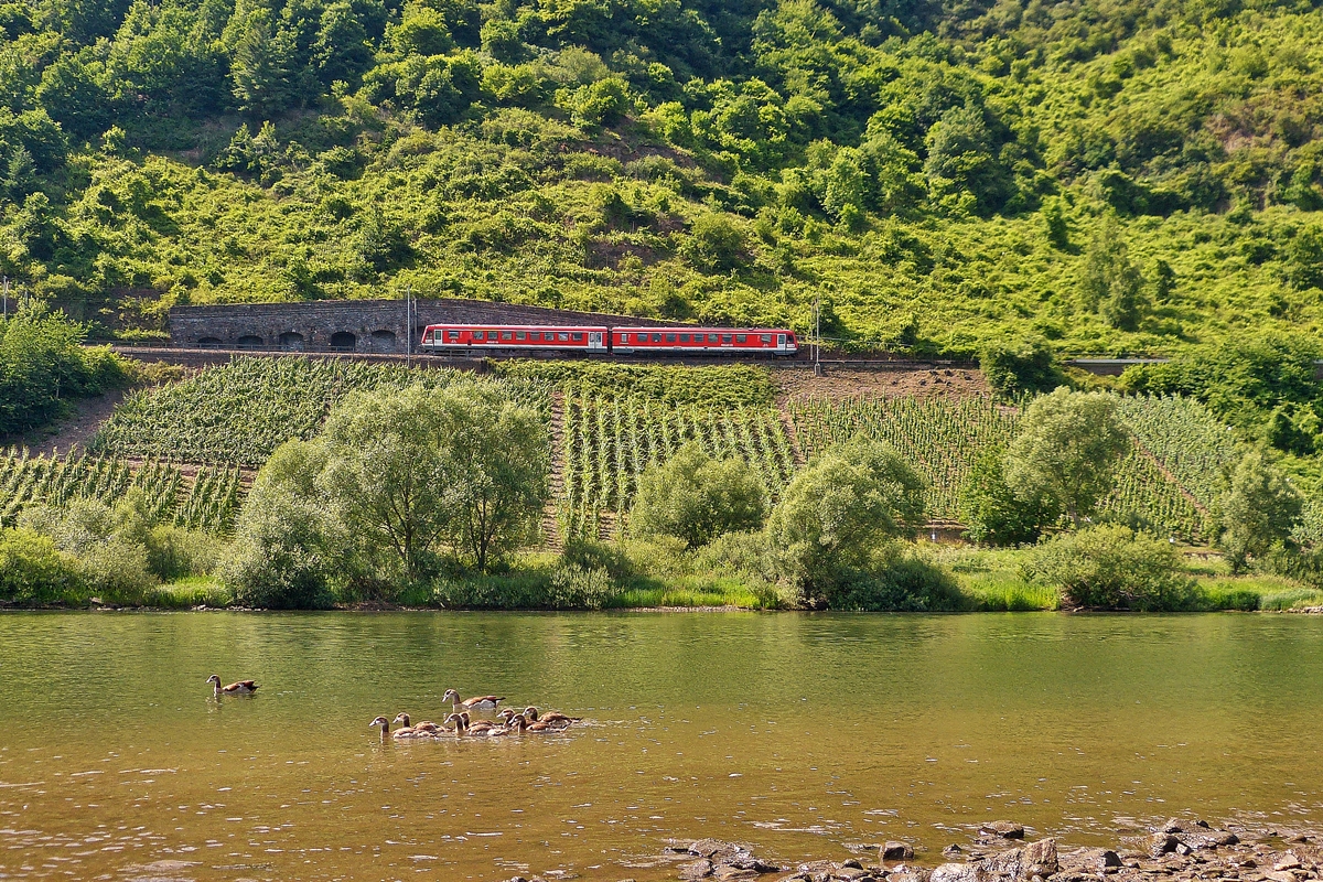 . A local train from Traben-Trarbach to Bullay is running on the Mosel track near Pnderich on June 21st, 2014.