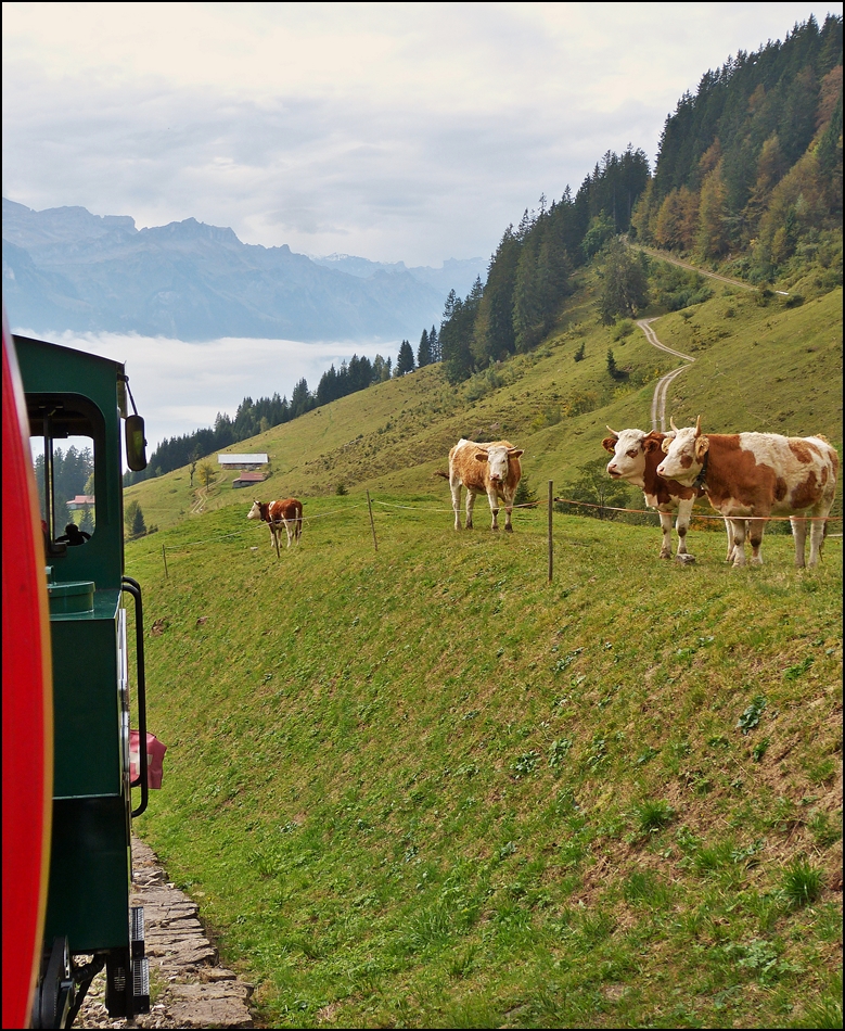 . The cows are watching the BRB steam train running near Planalp on September 29th, 2013.