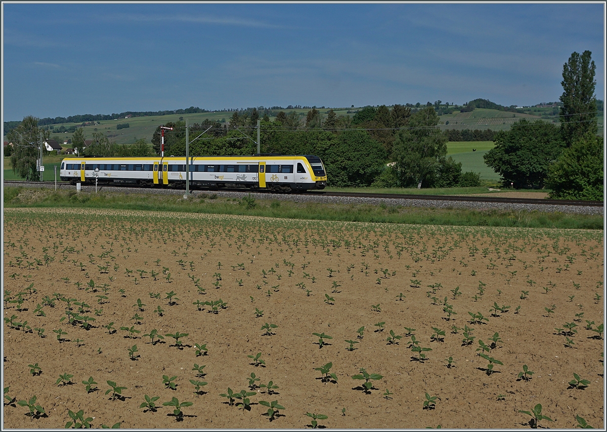 A DB VT 612 on the way to Schaffhausen between Wilchingen-Hallau and Neunkirch. 

15.05.2022 