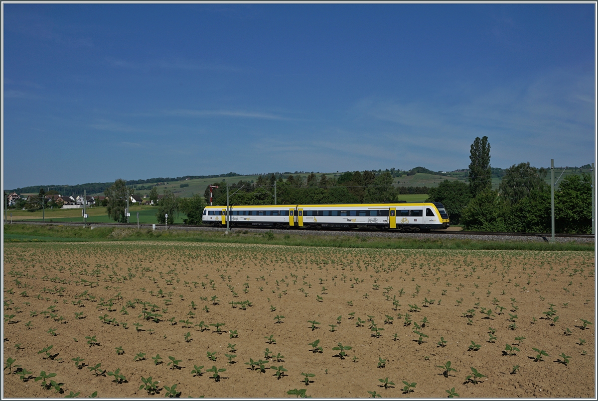 A DB VT 612 on the way to Schaffhausen between Wilchingen Hallau and Neunkirch. 

15.05.2022