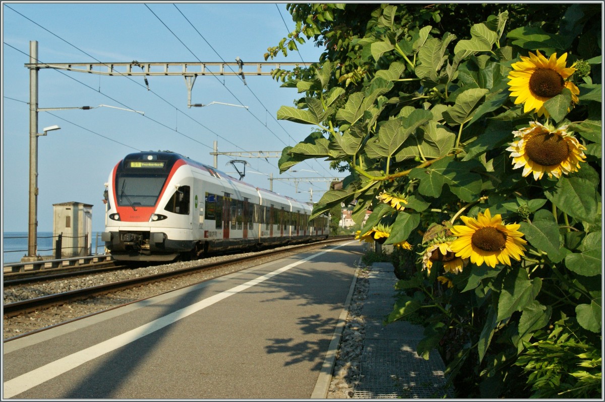 A Flirt on the way to Lausanne by the stop in St Saphorin. 
31.08.2013