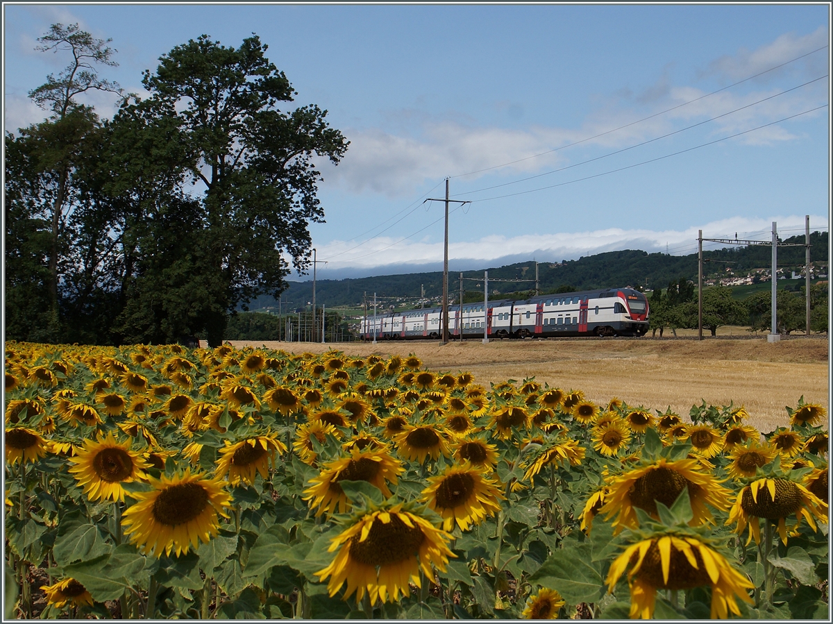 A SBB RABe 511 near Allaman.
08.07.2015