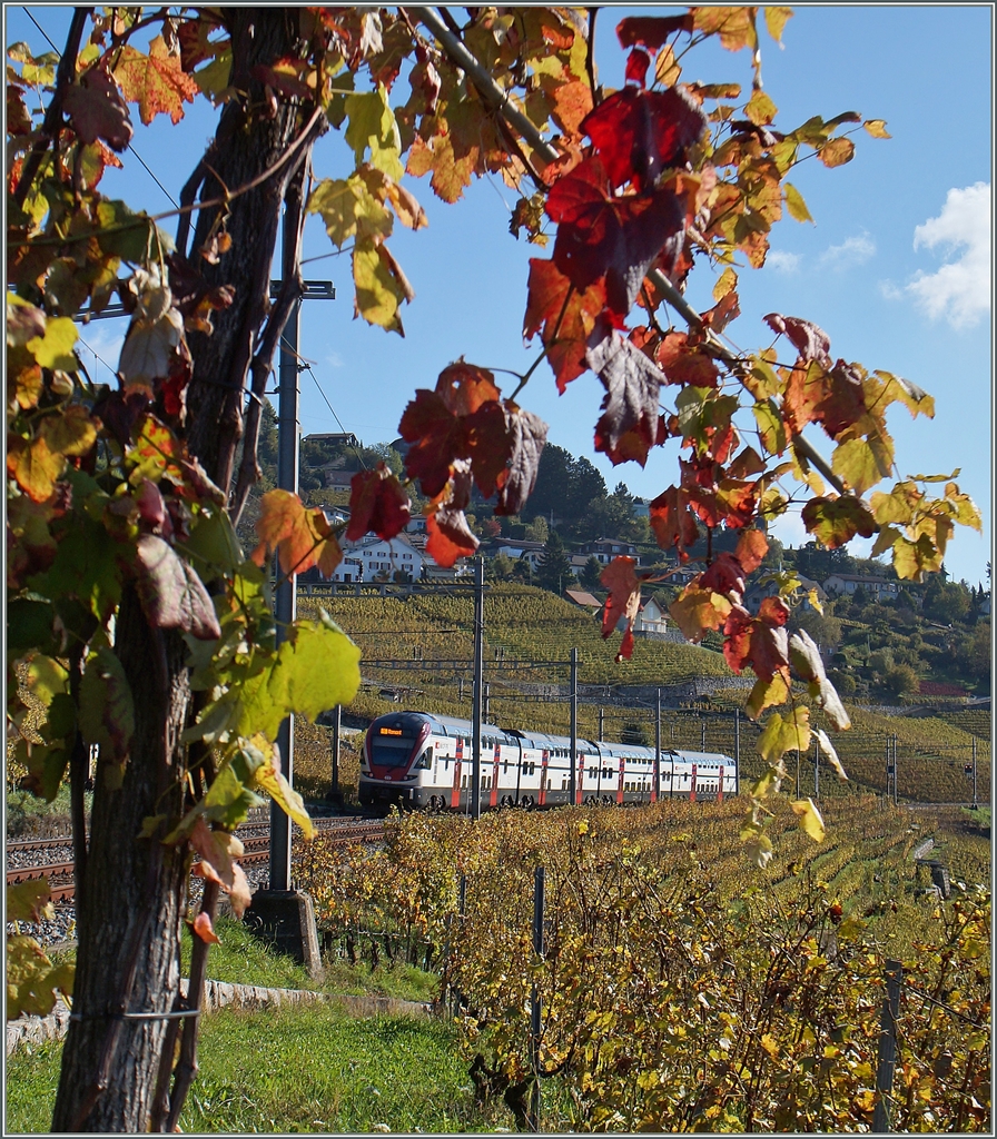 A SBB RABe 511 on the way to Romont near Grandvaux in the Lavaux vine yards. 
23.10.2014