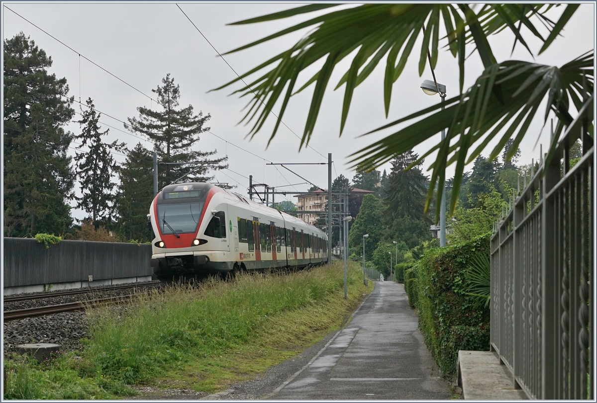 A SBB RABe 523 on the way to Villeneuve between Clarens and Montreux.

15.05.2020