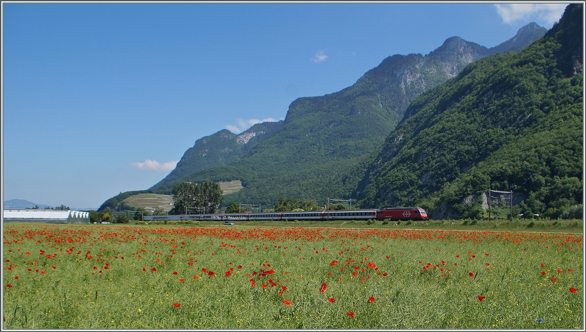 A SBB Re 460 wiht an IR to Brig by Roches VD.
27.05.2015