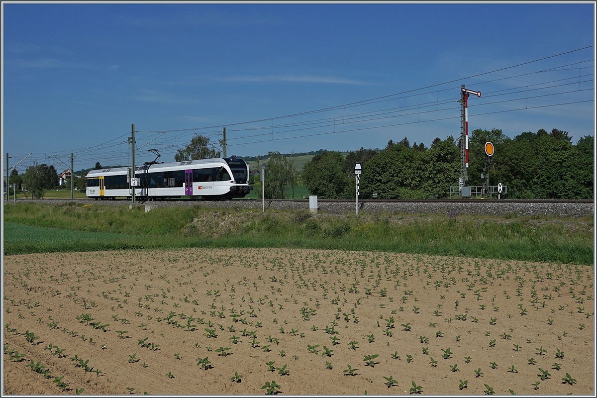 A Thurbo GTW RABe 526 on the way to Schaffhausen by Neunkirch (Klettgau). 

15.05.2022