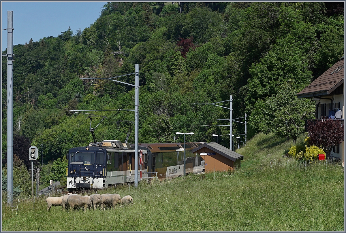 At Sonzier the MOB GDe 4/4 6005 is traveling from Montreux to Zweisimmen with a MOB Panoramique train. In the foreground the sheep are trying to eat away the tall grass that blocks the view of the train.

May 9, 2020