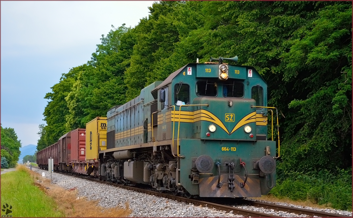 Diesel loc 664-113 pull freight train through Maribor-Studenci on the way to Tezno yard. /12.6.2014