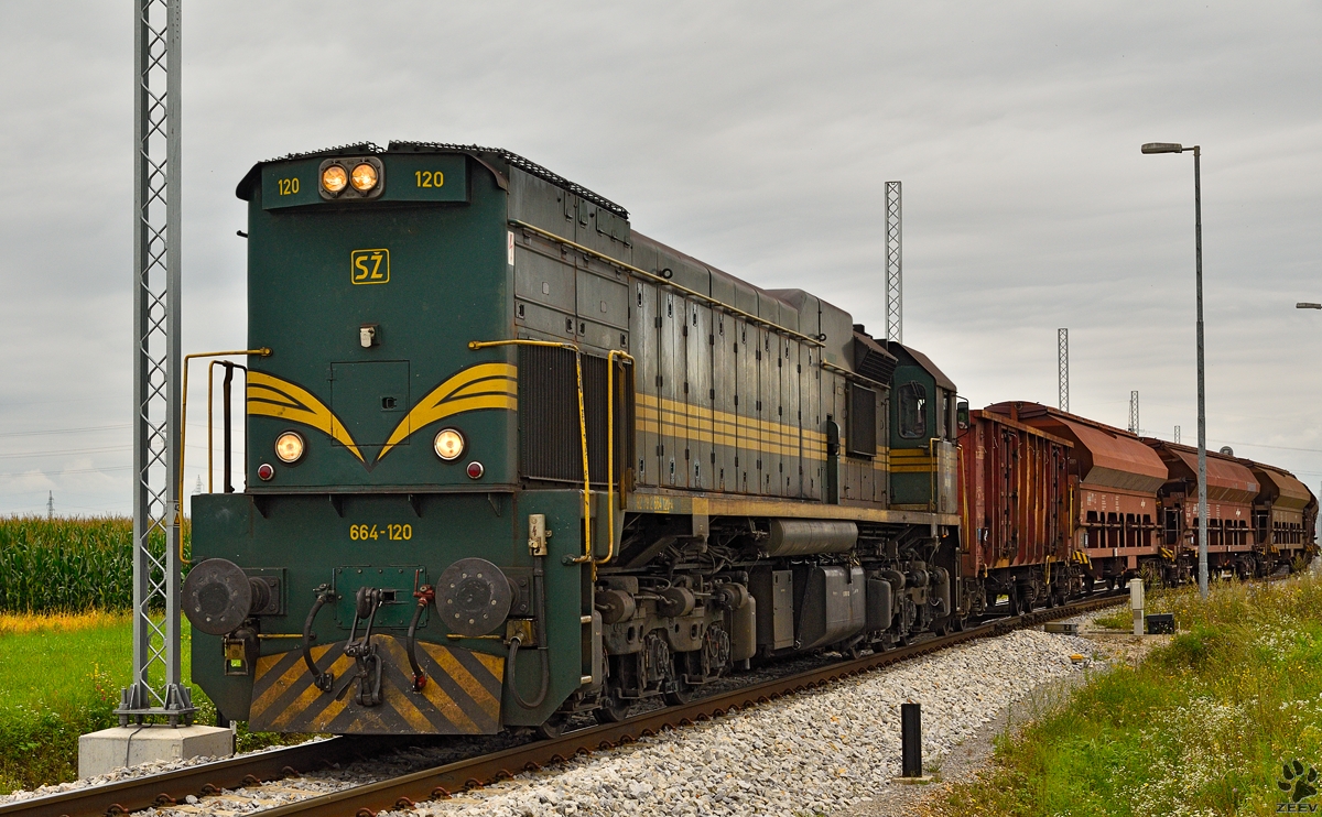 Diesel loc 664-120 pull freight train through Cirkovce-Polje on the way to Ormož. /22.8.2014