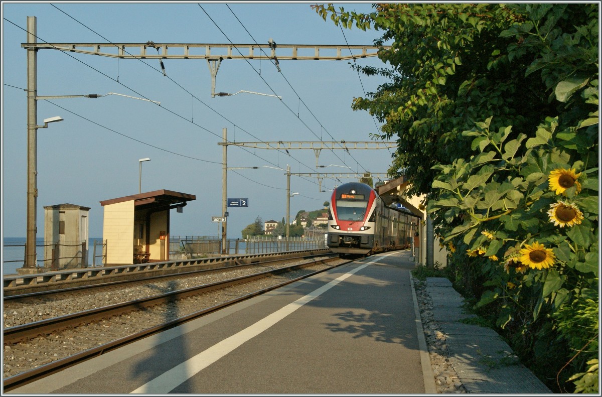 SBB RABe 511 117 on the way to Vevey by St Saphorin. 
31.08.2013