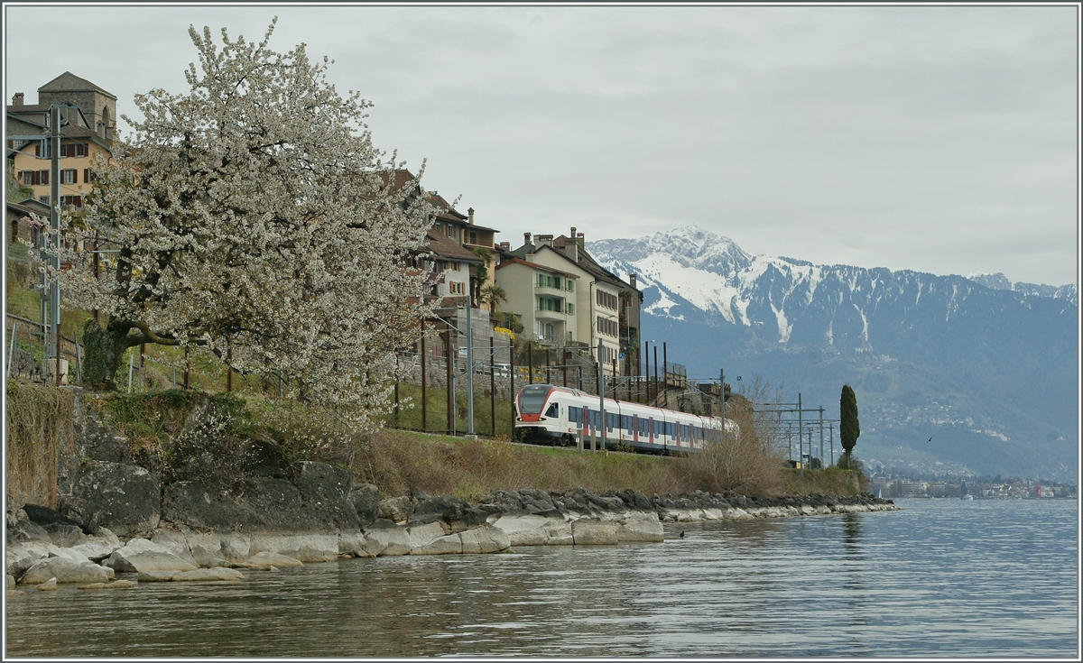 Spring on the Lake of Geneva by St Saphorin with a Flirt on the way to Lausanne.
09.04.2012