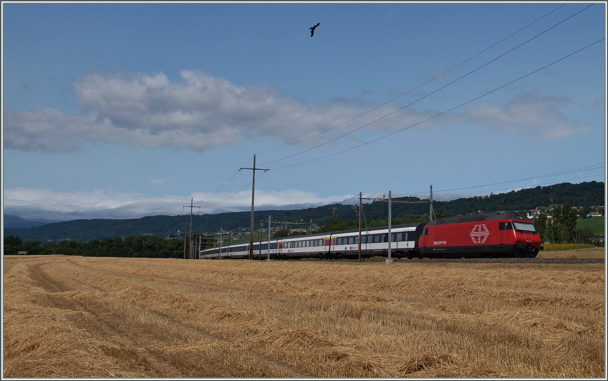 Summer on the Lausanne - Geneve line: A Re 460 wit an IR near Perroy.
08.07.2015