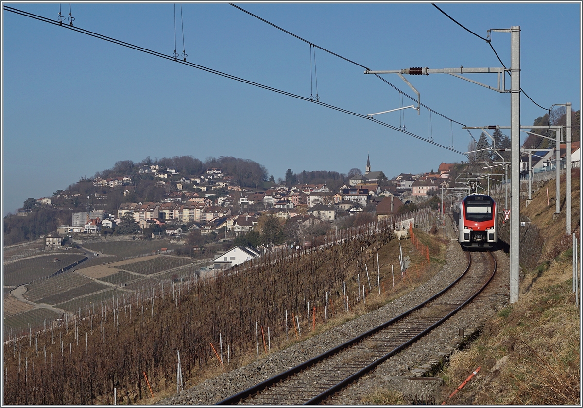 The new Flirt 3 SBB RABe 523 503  Mouette  (RABe 94 85 0 523 503-6 CH-SBB) by Chexbres on the way to Puidoux. 15.02.2023