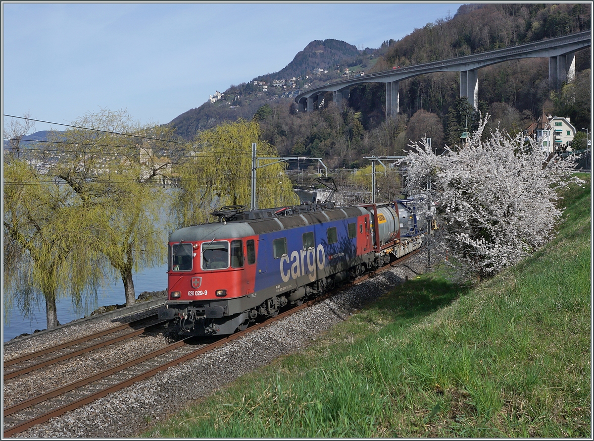 The spring is comming...
The SBB Re 6/6 11629 (Re 620 029-9)  Interlaken  with a Cargo Train by Villeneuve.

21.03.2023