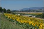 An SBB ICN RABe 560 is traveling through the rural landscape between Yverdon and Chavonray on its way toward Lausanne.

A beautiful field of sunflowers adorns the image in the foreground.

June 12, 2025
