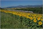 Two SBB ICN RABe 560s are en route to Zurich through the rural landscape between Chavonray and Yverdon. The town of Orbe can be seen in the background. A beautiful field of sunflowers adorns the image in the foreground.

June 12, 2025