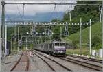 The SNCF BB 22391 'Nez cassé' is running with its TER 96634 through La Plaine station and will soon reach France. The old DC catenary masts, now retrofitted with SBB overhead line equipment, still stand and supply the line with SNCF AC at 25,000 ...