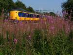 NSR Koploper (head-walker) as Intercity near Baarn showing Flower Power 26.07.2012