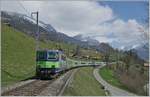 The BLS Re 4/4 II 501 wiht an RE from Zweisimmen to Interlaken by Enge im Simmental. 

14.04.2021