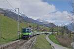 By Enge in the Simmental is the BLS Re 4/4 501 with a RE on the way to Interlaken. 

14.04.2021  