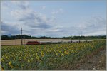 Summer on the Lausanne - Geneva line: A Re 4/4 II with a Cargo train near Perroy.