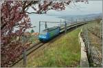 It's spring time! 
SBB  Re 460 021-4 with an IC by Grandvaux. 
01.04.2011