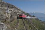 The SBB Re 460 039-1 with his IR 30818 on the way from Birg ot Geneva-Airport on the vineyarde line between Vevey and Chexbres (works on the line via Cully).