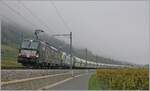 The X4E-711 (runs for the BLS) and a BLS Re 465 with a Cargo train betwen LIgerz and La Neuveville. 

08.10.2024
