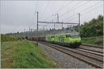 While my dear photography colleagues in the background are already looking at their pictures, I'm still taking pictures: with BLS Re 465 002 at the front (and another BLS Re 465 in multiple control), a sugar beet train arrives from Auvernier. 

Oct ...