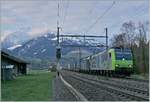 The BLS Re 485 and a  Vectron  on the way to Spiez by Mülenen. 

14.04.2021