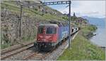 To my delight, the SBB Re 6/6 11626 (Re 620 026-5)  Zollikofen,  decorated with a  mustache,  is still in service; here with a very short freight train between St-Saphorin and Rivaz.

May 19, 2025