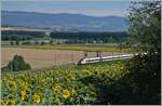 Two SBB ICN RABDe 500 trains are operating between Essert-Pittet and Ependes VD as IC5 519 on the way from Lausanne to Rorschach. The Lausanne-Yverdon line was opened on May 7, 1855, from Bussigny to Yverdon, and two years later, service to Lausanne began. On November 1, 1921, the Chavornay-Ependes section was upgraded to double track, and on May 14, 1933, the Ependes-Yverdon section of the line, which had been electrically operated since February 1, 1925, was upgraded to double track. It should be noted that the double track upgrade of the Lausanne-Bienne/Bienne line began in stages in 1872 and is now nearing completion with the final section, Ligerz-Twann. July 12, 2025
