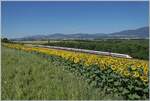 While a sunflower field in the foreground draws the eye, in the background two SBB RABe 500 ICN trains operate as IC 5 between Chavornay and Essert-Pittet on their way towards Biel/Bienne.

July 12, 2025