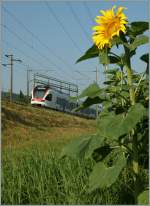 A sunflower and a Flirt by Pieterlen. 
23.07.2013