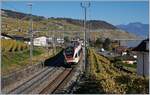 A SBB Flirt on the way to Vallorbe by Cully.