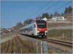 The new Flirt 3 SBB RABe 523 503  Mouette  (RABe 94 85 0 523 503-6 CH-SBB) by Chexbres on the way from Puidoux to Vevey.